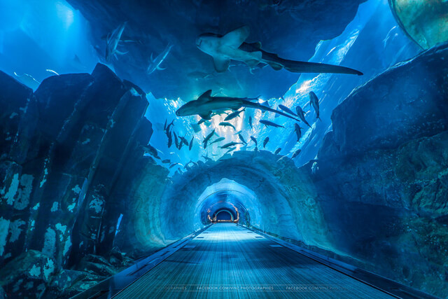 burj-khalifa-dubai-aquarium-and-underwater-zoo-visit