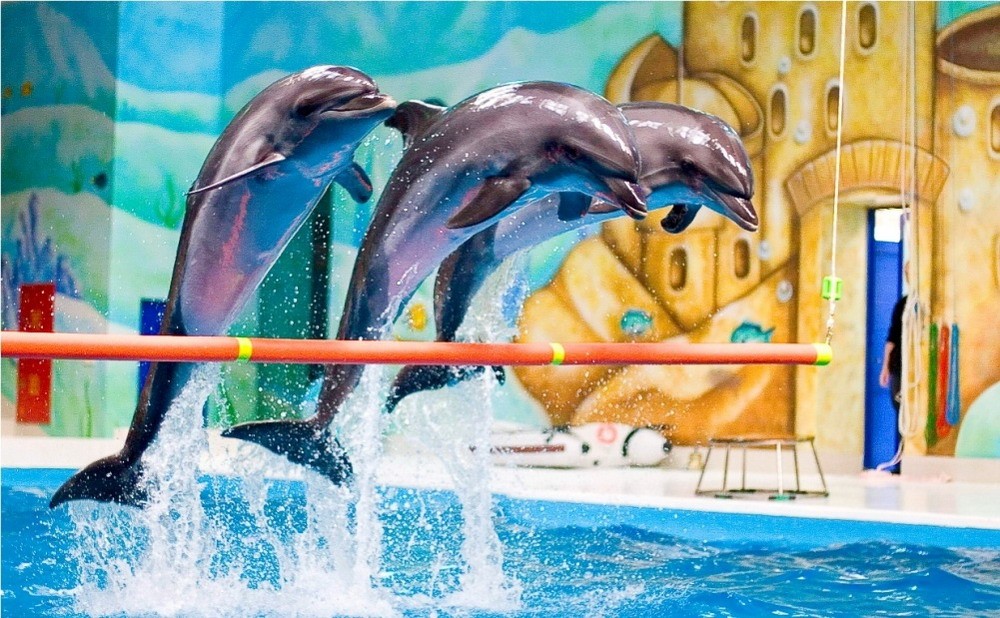 dolphinarium